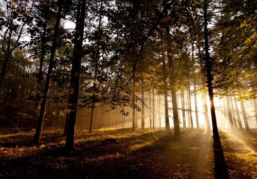 Forests Sunset Trees Sunlight Rays HD Wallpaper