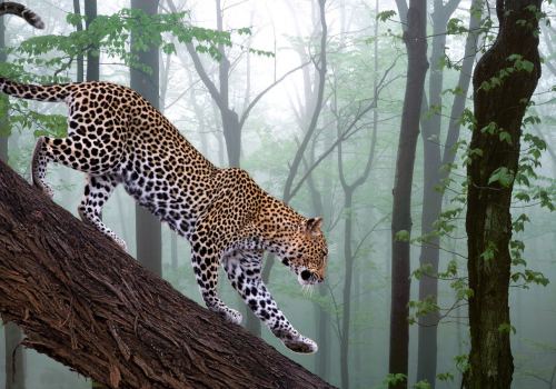 Leopards Forest Animals Tigers Hd Wallpaper